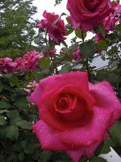 rose2.jpg
