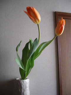 tulip1.jpg